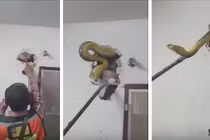 Xem ti vi nghe tiếng rít ghê rợn, đập tường thấy điều kinh dị 