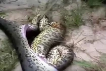 Trăn khổng lồ thành tinh chết thảm vì nuốt đồng loại