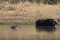 Hà mã cậy mạnh bắt nạt trâu rừng, gặp voi “tắt điện"