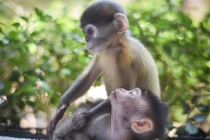 Tình bạn cảm động giữa hai chú khỉ mồ côi khác loài 