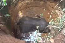 Giải cứu voi con ham chơi rơi xuống giếng hoang 