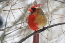 Chim hồng y lưỡng tính, cực hiếm gặp xuất hiện gây sốt