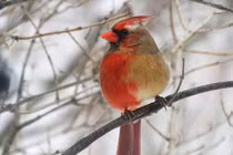 Chim hồng y lưỡng tính, cực hiếm gặp xuất hiện gây sốt