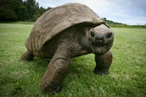 Những con rùa cụ kỵ nhất trên thế giới 