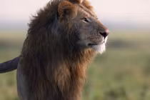 Vua sư tử kịch chiến với 20 con linh cẩu khát máu