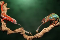 Khoảnh khắc cực độc khi tắc kè phóng lưỡi bắt mồi