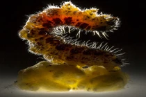 Cảnh động vật khổ sở bởi ký sinh trùng kinh dị nhất