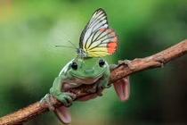 Ngắm ếch xanh điệu đà với tóc “bướm” sặc sỡ