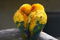 Top 10 động vật nói không với chuyện "ngoại tình"