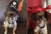 Chú chó Chihuahua răng hô và con đường nổi tiếng