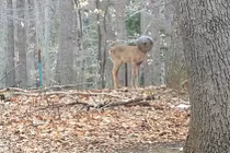 Chuyện lạ hôm nay: "Quái vật" đầu tròn và sự thật đau lòng phía sau 