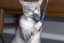 Gặp chú mèo đưa tang và khuôn mặt chán đời nhất TG