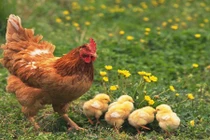  Khám phá kinh ngạc ít ai biết về loài gà