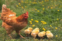  Khám phá kinh ngạc ít ai biết về loài gà