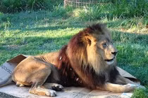 Khi mãnh thú hóa mèo lười mới lạ, thích thú