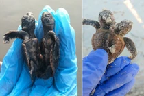 Kinh ngạc rùa biển dính liền thân vẫn sống như thường