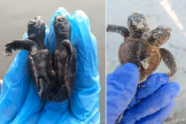 Kinh ngạc rùa biển dính liền thân vẫn sống như thường