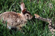 Những trận chiến "sống còn" trong thế giới động vật (2)