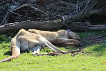 Ám ảnh vườn thú địa ngục nơi các con vật bị ngược đãi