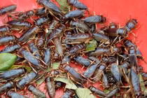 Đặc sản Tây Bắc: Mưa xuống săn dế mèn về xào nước măng chua