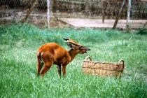 Ảnh độc các loài vật quý Thảo Cầm Viên năm 1969