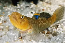 Loài cá bống si tình đi cả trăm km tìm bạn tình