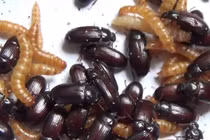 Bí ẩn người phụ nữ ăn côn trùng mỗi ngày vì điều kỳ lạ 