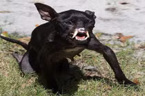 Nghị lực khó tin của chó có khuôn mặt ác quỷ 