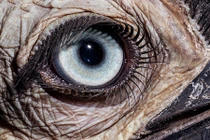 Cận cảnh những đôi mắt đẹp lạ của động vật hoang dã