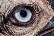 Cận cảnh những đôi mắt đẹp lạ của động vật hoang dã