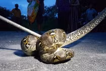 Ba chú chó cưng mất tích, chủ nhà phát hiện chuyện kinh hoàng 