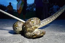 Ba chú chó cưng mất tích, chủ nhà phát hiện chuyện kinh hoàng 