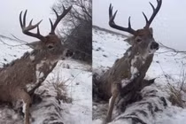 Thấy hươu mắc kẹt trong băng, định giải cứu, phát hiện chuyện kinh dị...