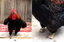 Bất ngờ nghị lực sống của gà trống cụt cả hai chân