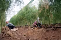 Video: Vườn măng tây cho thu nhập hàng triệu mỗi ngày ở Hà Nội