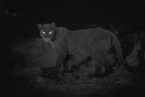 Sự thực bất ngờ về báo đen vừa xuất hiện gây chấn động