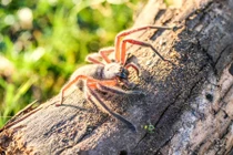 Đi nghỉ mát, cặp đôi hết hồn với "quái vật" trong phòng nghỉ