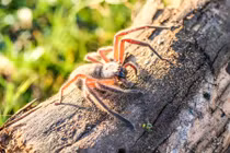 Đi nghỉ mát, cặp đôi hết hồn với "quái vật" trong phòng nghỉ