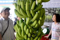 Chuối khổng lồ, cá cảnh lạ tại hội chợ nông nghiệp Sài Gòn 