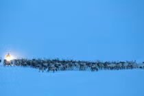 Ngoạn mục cảnh tượng di cư của đàn tuần lộc 