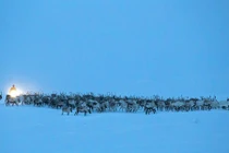 Ngoạn mục cảnh tượng di cư của đàn tuần lộc 