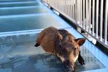 Lợn rừng đi cầu kính, hoảng loạn suýt ngất giống hệt người 