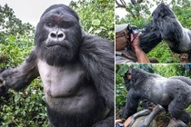 Khỉ đột dùng nắm đấm “nói chuyện” với nhiếp ảnh gia