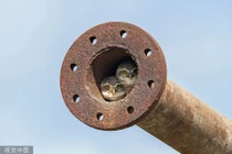 Ảnh động vật ấn tượng: Cú non nép mình trong ống nước