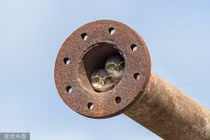 Ảnh động vật ấn tượng: Cú non nép mình trong ống nước