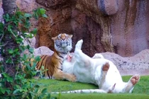 “Ngượng đỏ mặt” xem hổ vằn Bengal dụ dỗ hổ trắng “mây mưa” 