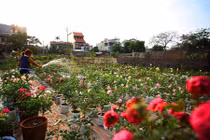 Ngắm vườn hồng siêu hiếm, hút hồn dân chơi dịp Tết 