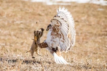 Ấn tượng sóc macmot quật cường chiến đấu chim ó