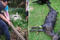 Liên tục giết và nuốt 2 con dê, trăn khổng lồ trả giá đắt 