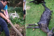 Liên tục giết và nuốt 2 con dê, trăn khổng lồ trả giá đắt 